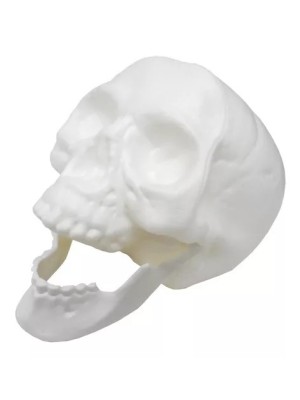 Cranio Branco com Mandibula Movel Plastico